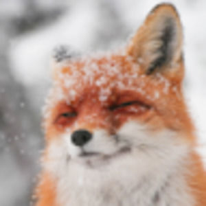 Meet your Posher, Renee